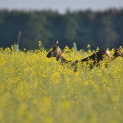 Brocards de février à mai/Rogacze od lutego do maja