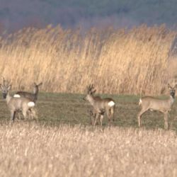 Brocards de février à mai/Rogacze od lutego do maja